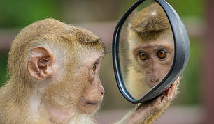 monkey looking at self in mirror